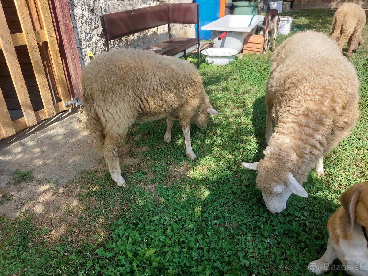 Predám jahnicky - 11