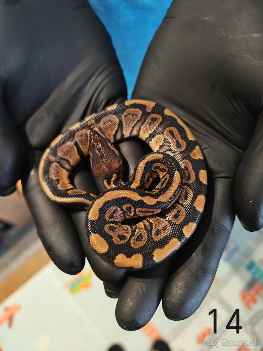 Pytón kráľovský/ Python regius - 11