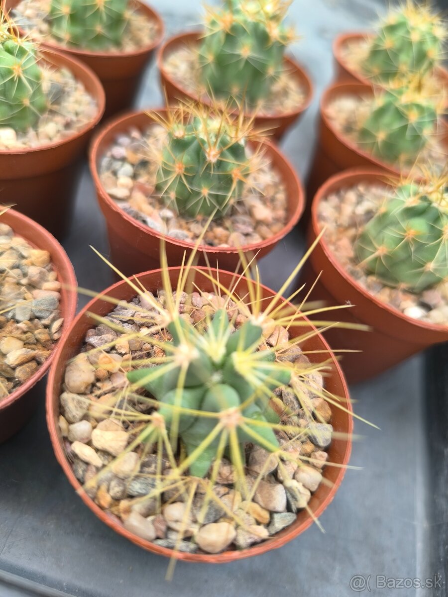 Kaktusy a sukulenty - 11