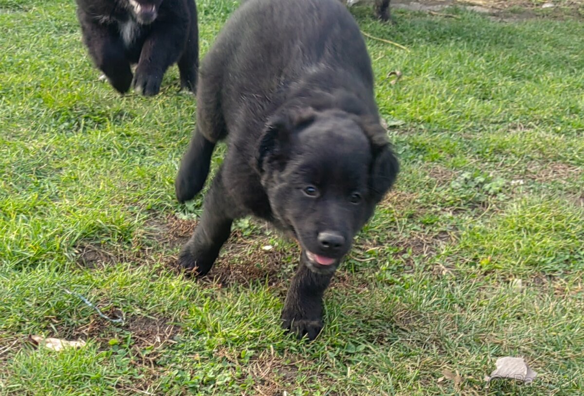 Darujem zadarmo - 11