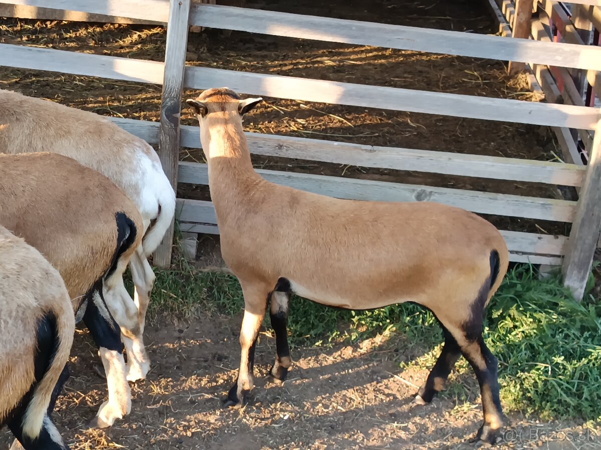 Predám ovečku ovce kamerunskej - 11