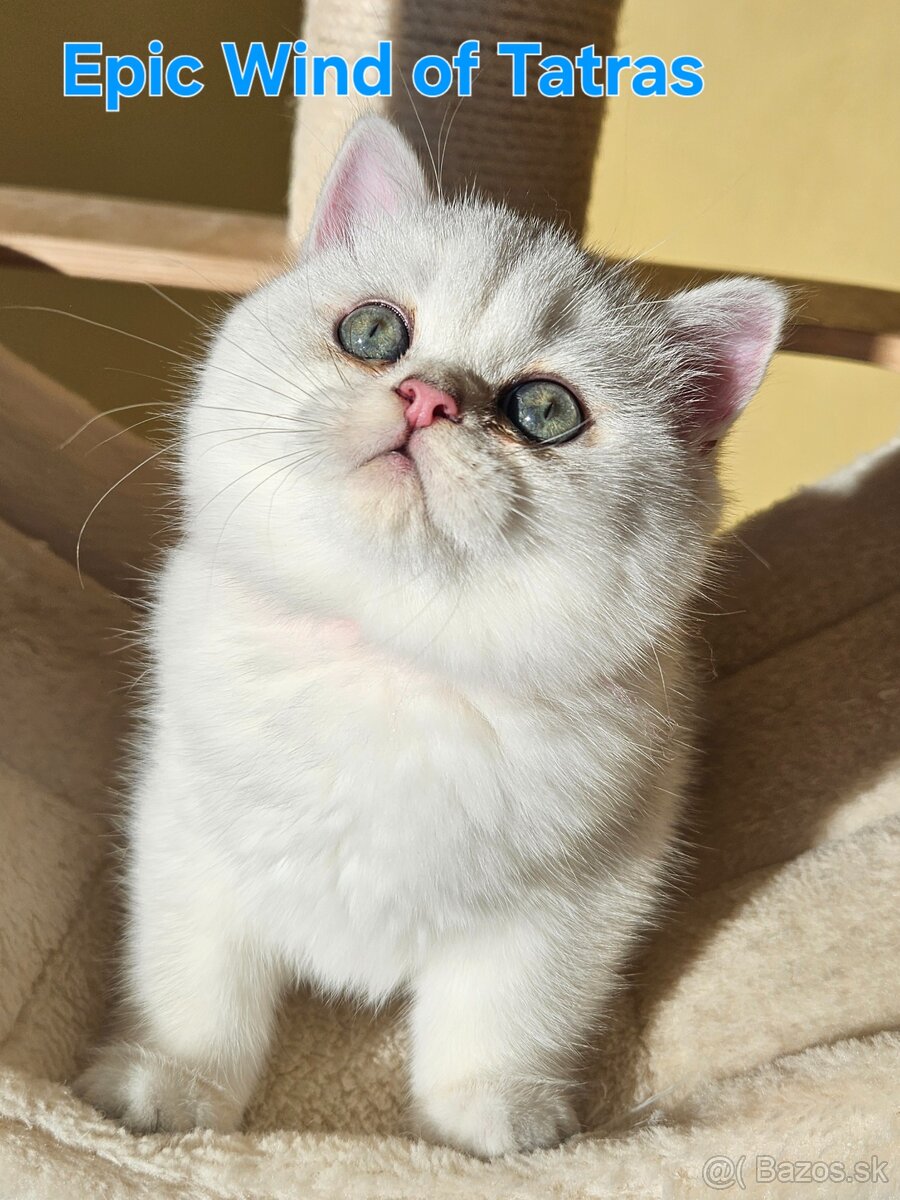 Britská krátkosrstá - 11