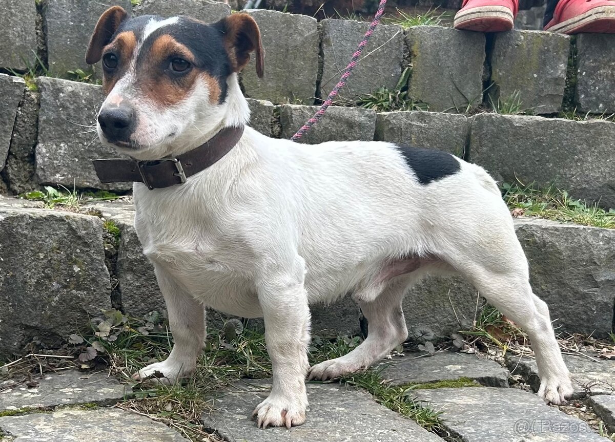 jack russel terier - 11