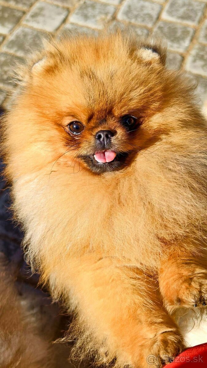 Pomeranian Mini - 11