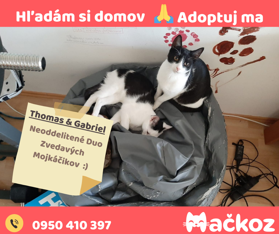 THOMAS a GABRIEL - DARUJEM KOCURIKA / KOCURIKOV NA ADOPCIU - 11