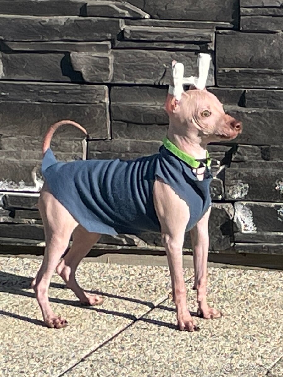 Peruánsky naháč malý - POSLEDNÝ VOĽNÝ PSÍK - 11