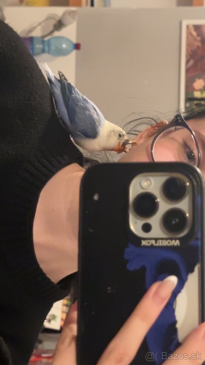 rucne dokrmene agapornisy - 11