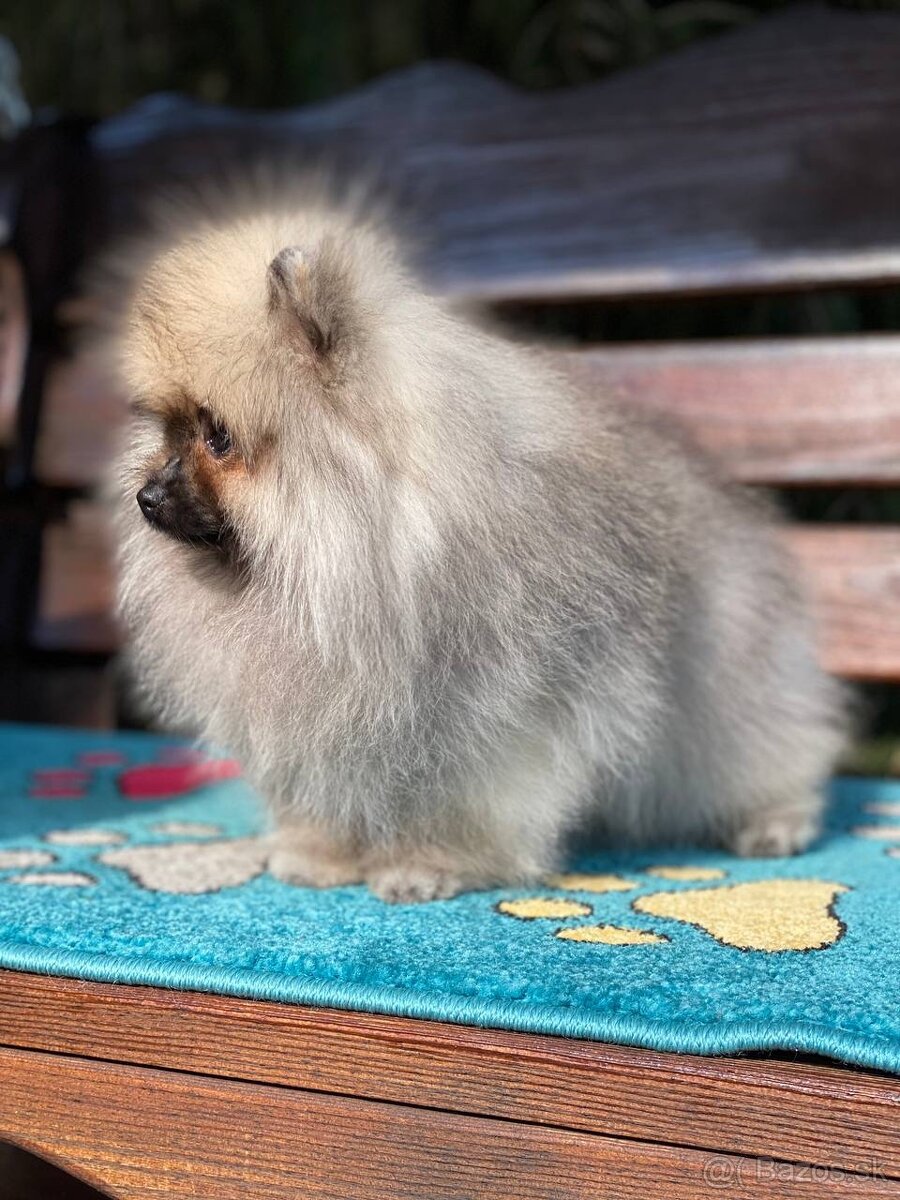 Pomeranian Exkluzivní Fenečka PP FCI - 11