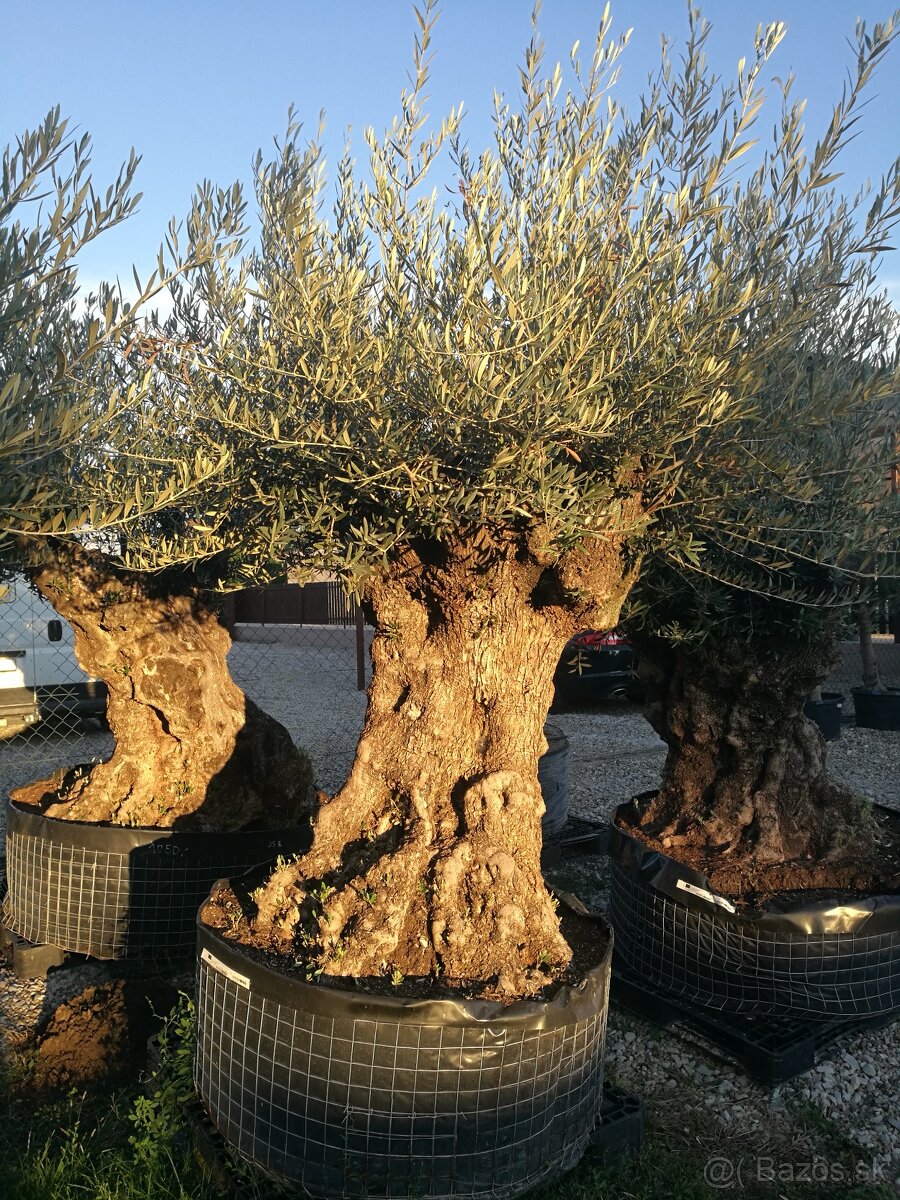 Olivovník bonsai - 11