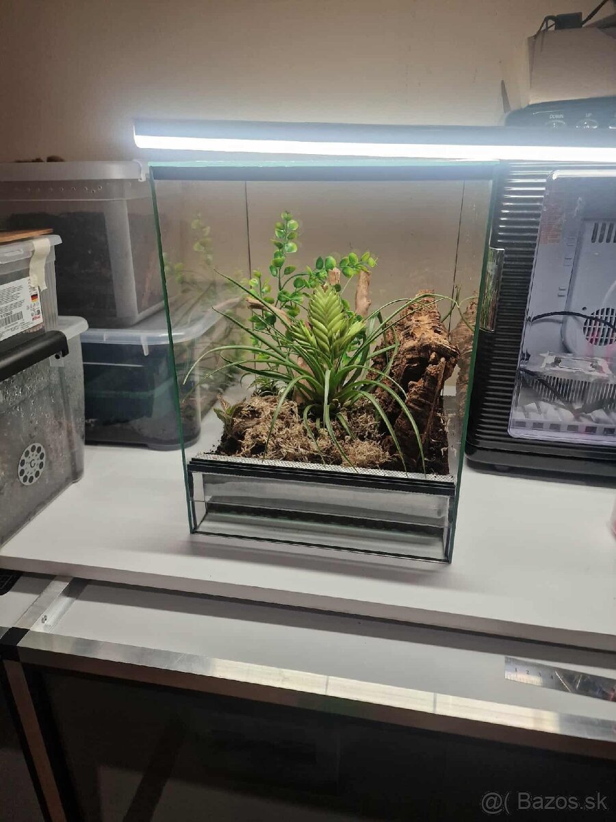 Gecko,pavuk,Had - 11