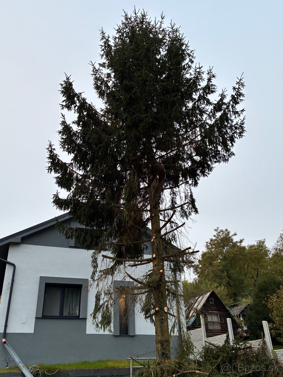 Pílenie stromov - 11