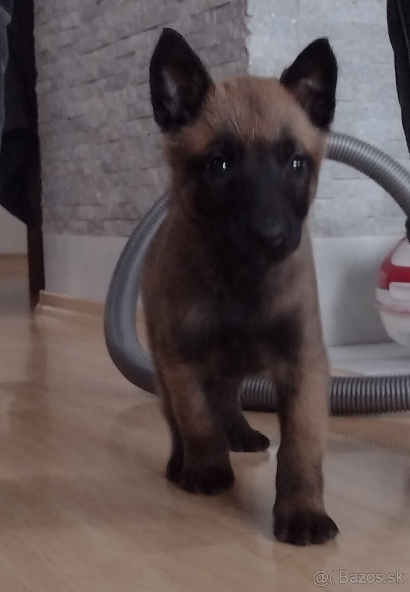Belgický ovčiak šteniatka - 11