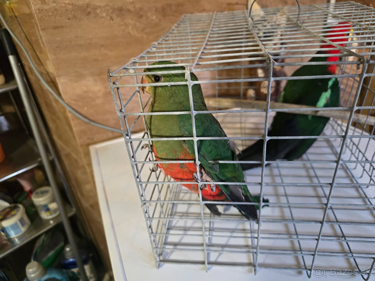 Predam papagaj kralovsky - 11