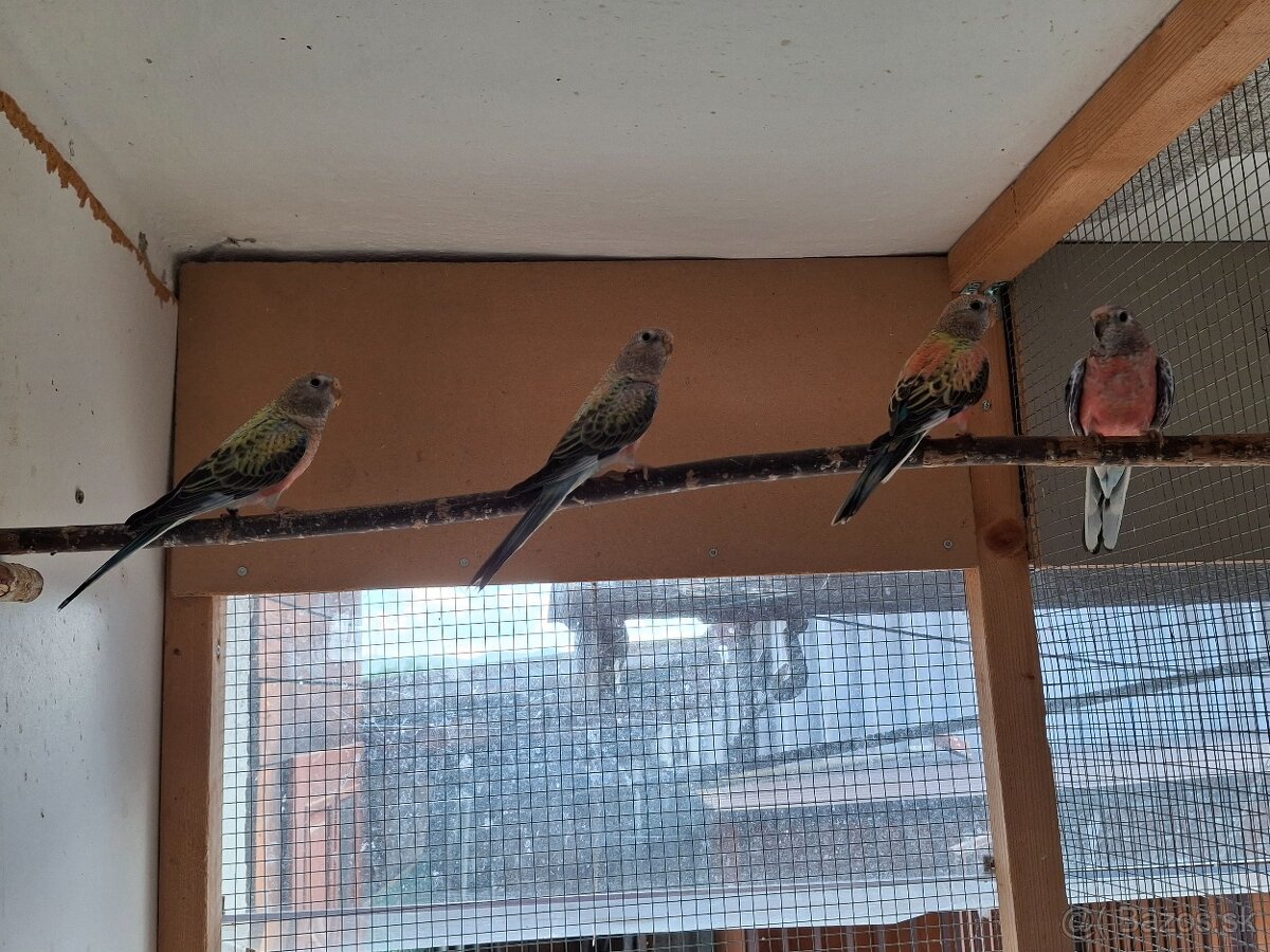 Neofema bourkova - 11