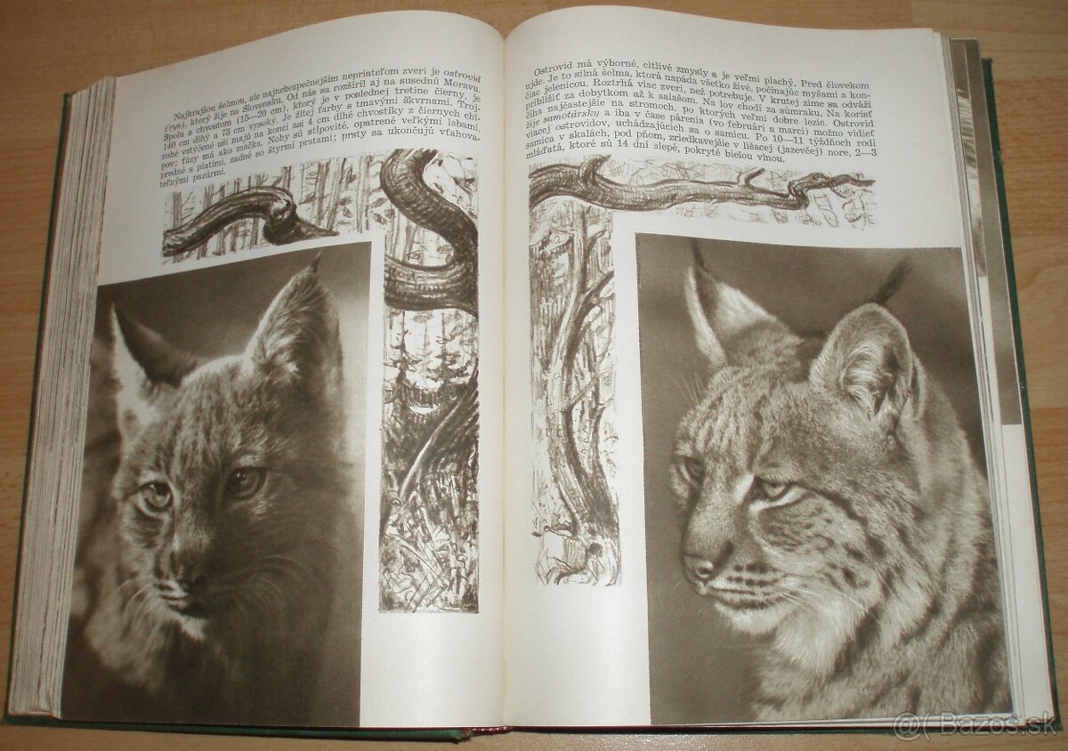 Poľovníctvo v obrazoch - 11