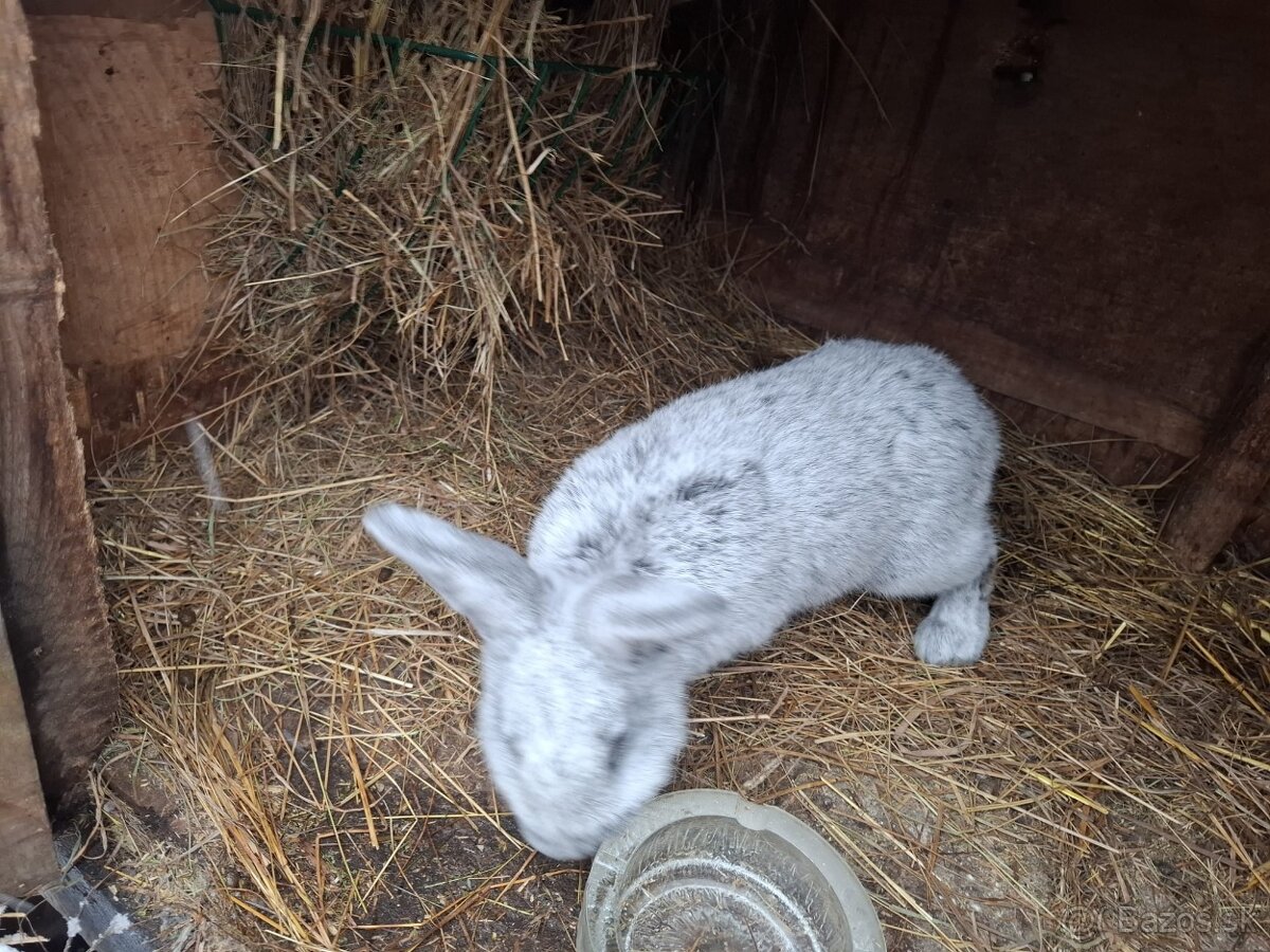 Zajace na predaj - 11