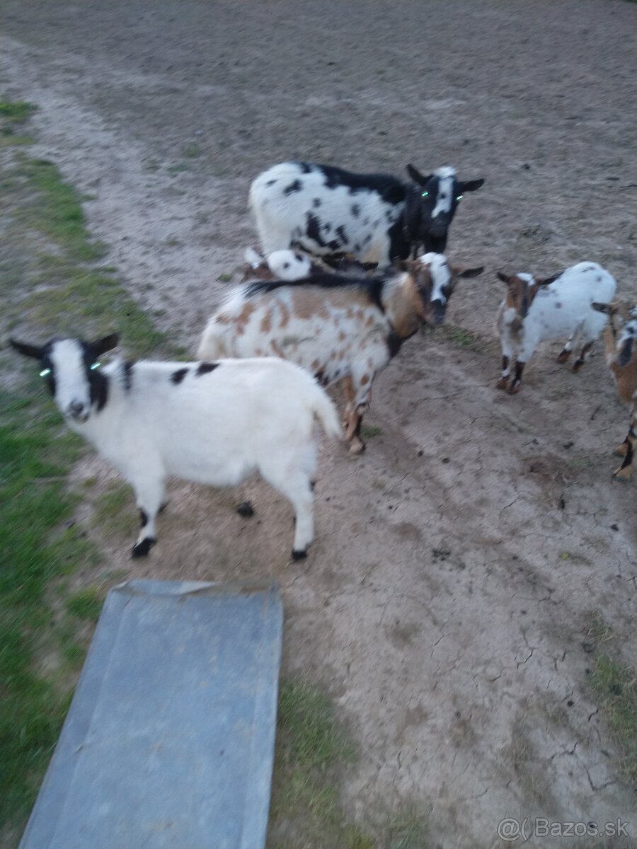 Minikozy darujem - 11