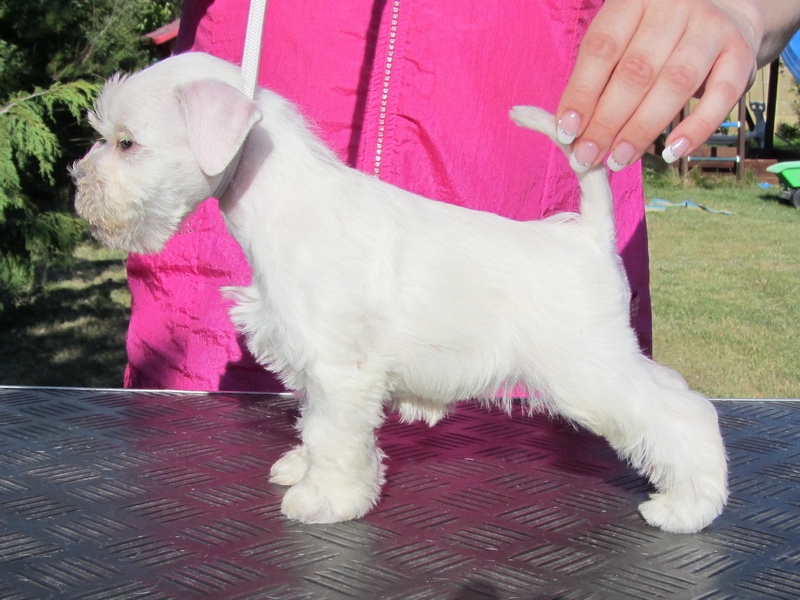 Bradáč malý biely - šteniatka s PP - sučky - 11