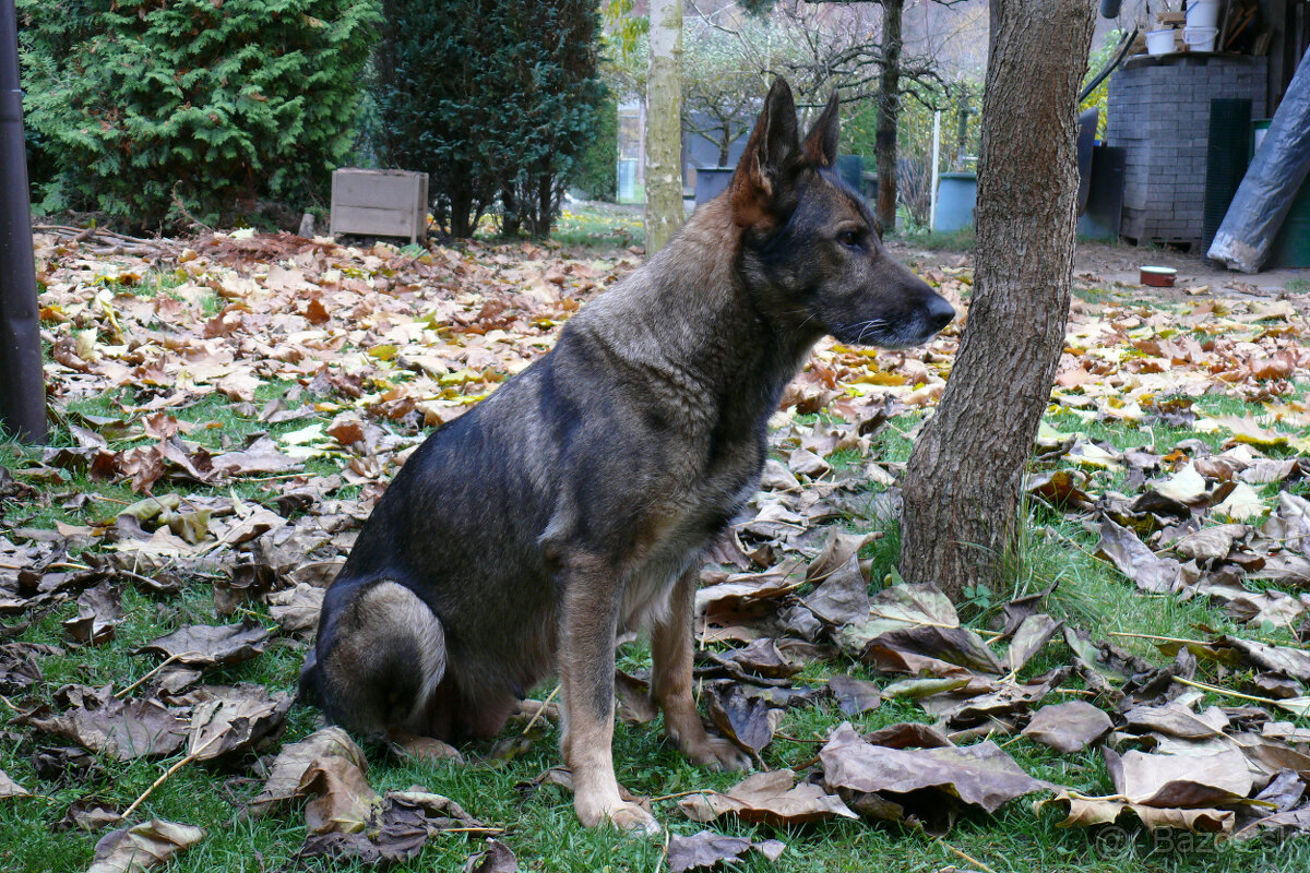 Nemecký ovčiak šteniatka - 11