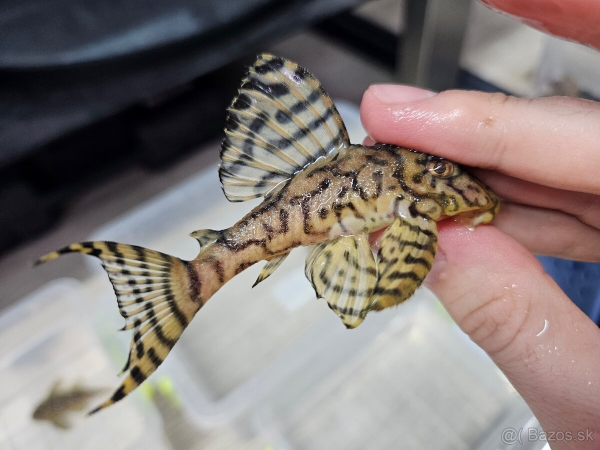 L 236 Super Yellow - chovné páry - 11