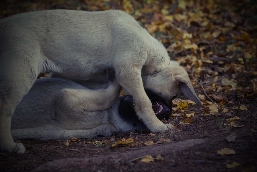 Kangal šteňatá, šteniatka k už odberu - 11