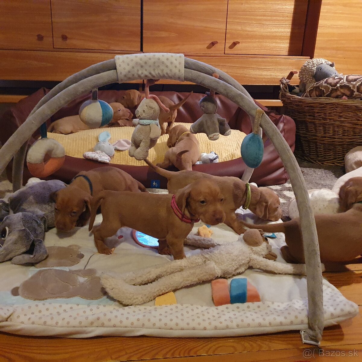 Maďarská vyžla s PP - 11