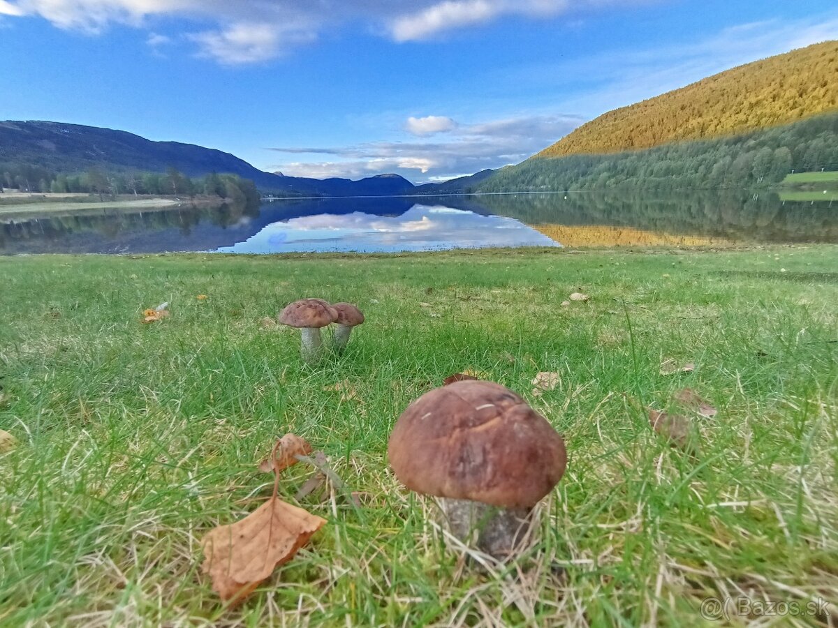 Predám sušené huby - 11