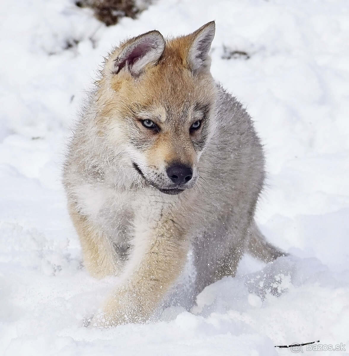 šteniatka československy vlčiak - 11