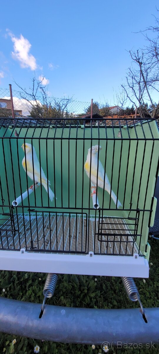 Kanáre kanáriky - 11