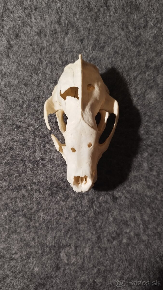 Predám lebku jazveca parožie, zhody, trofeje. - 11