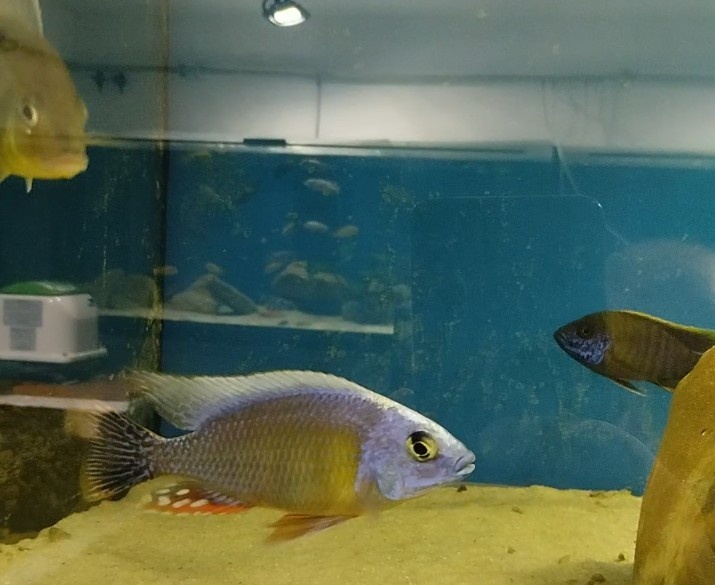 Africké Malawi cichlidy - 11
