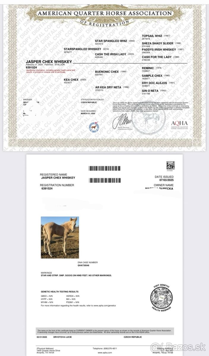 Roční qh hřebeček reining původ - 11