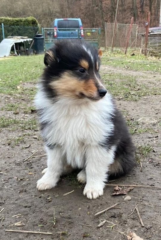 Kolia dlhosrstá - 11