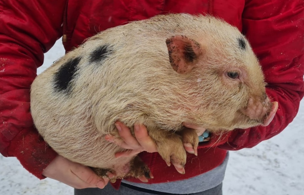 Gottingenské miniprasiatka - 11