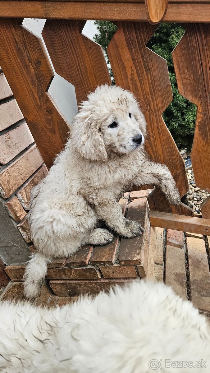 Slovenský čuvač - šteniatka - 11