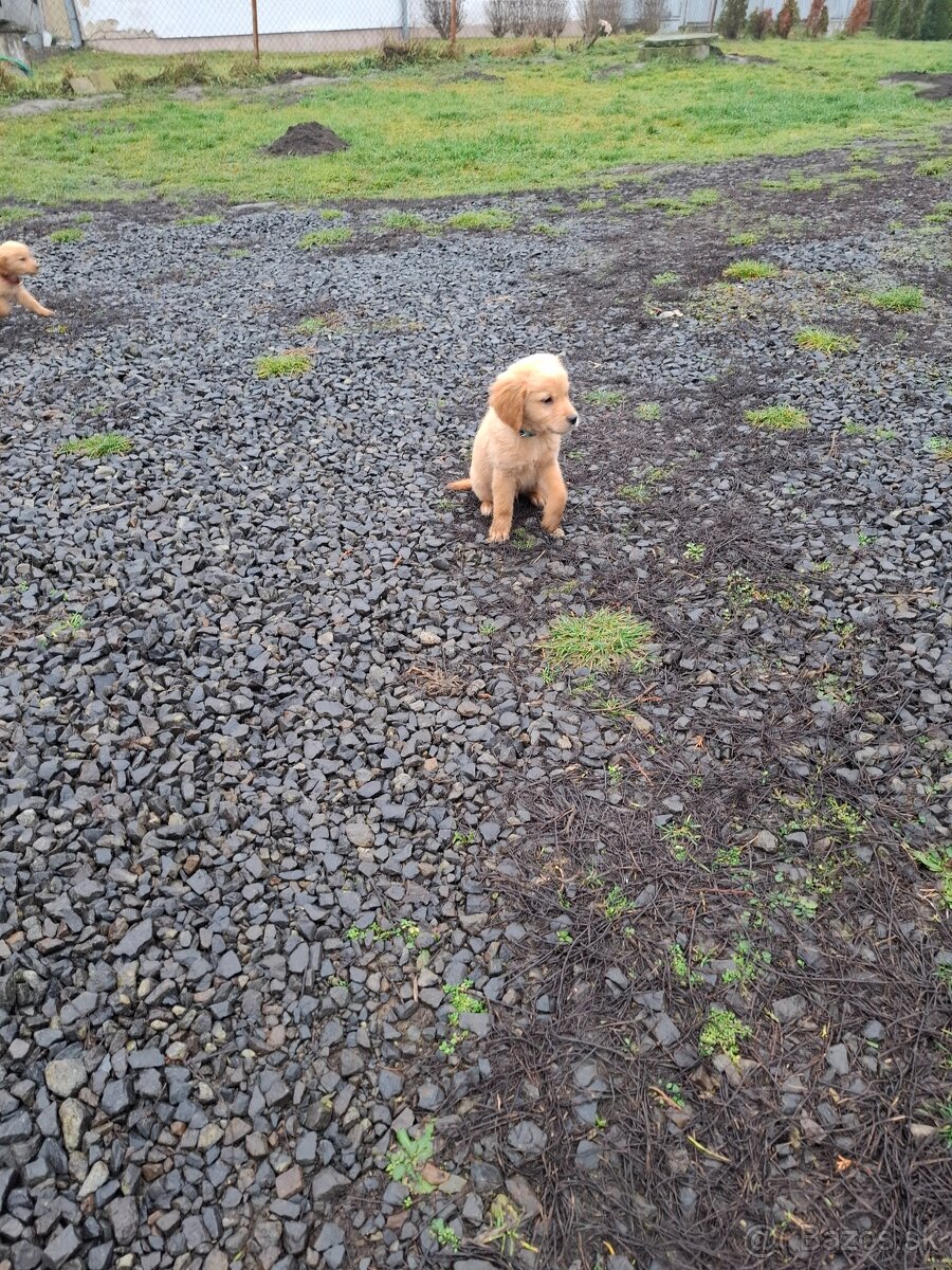 Zlatý retriever - 11