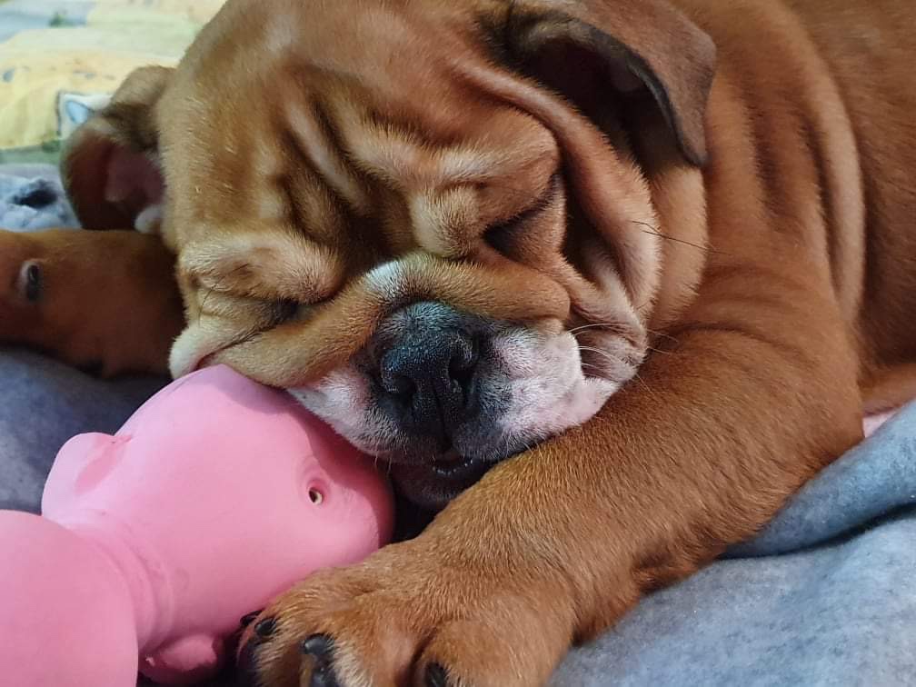 Anglicky Bulldog s PP na KRYTIE, buldog, Buldok , - 11