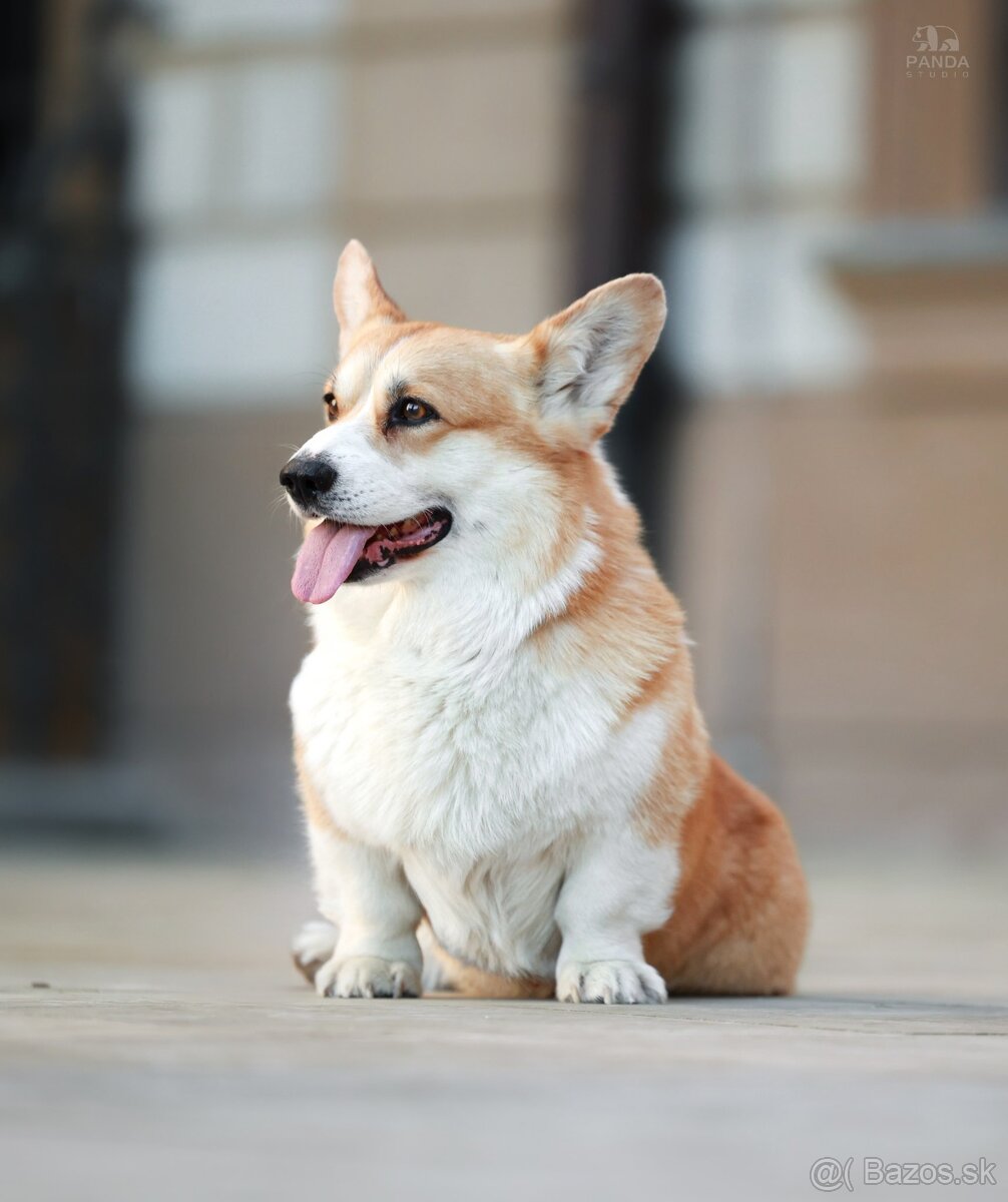 Welsh Corgi Pembroke - 11