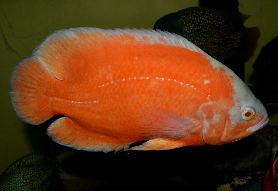 Americké cichlidy - 11