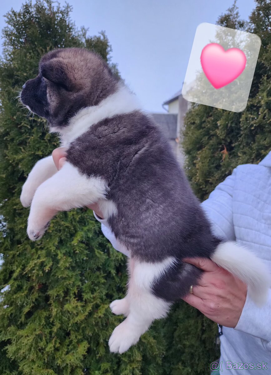 Americká akita s PP - 11