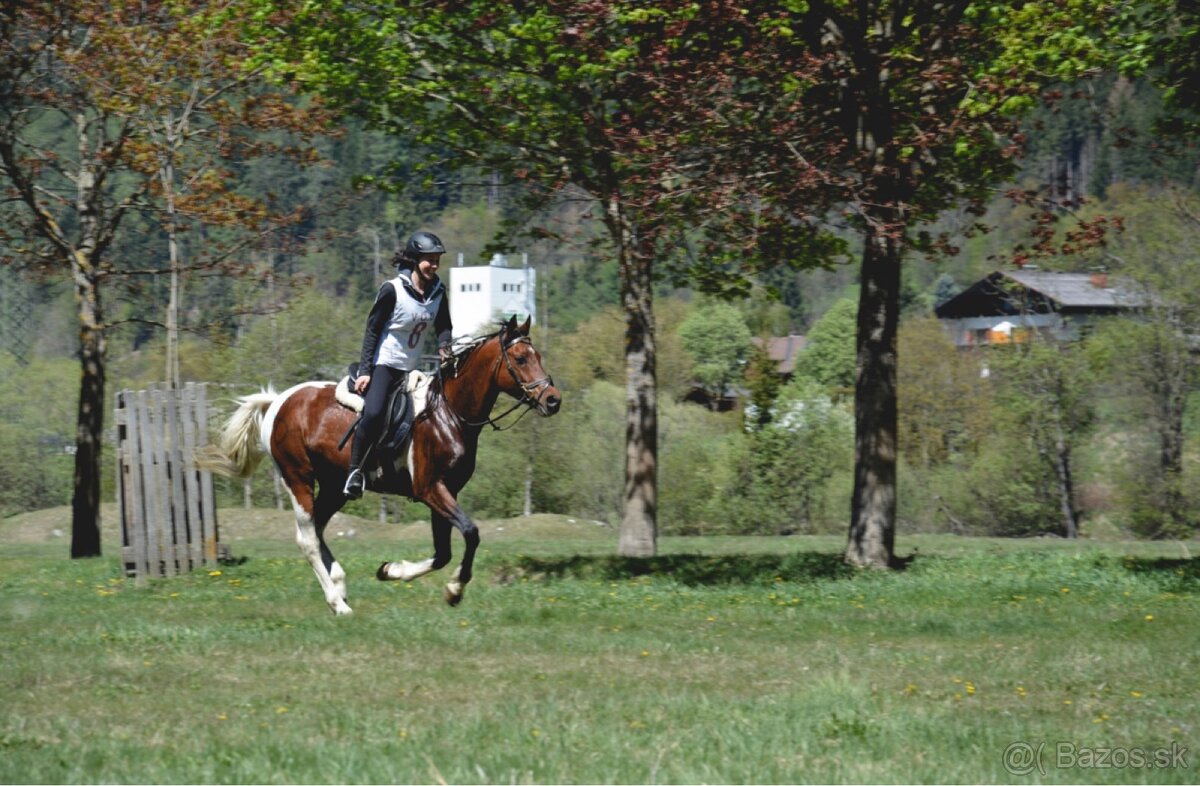 Výnimočná kobylka na predaj - 11