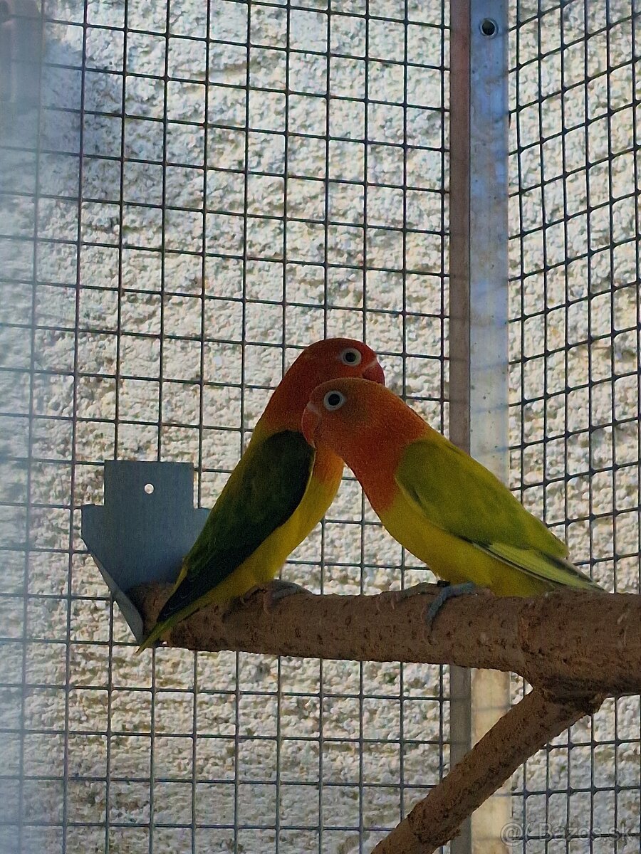 Agapornis fisher - 11