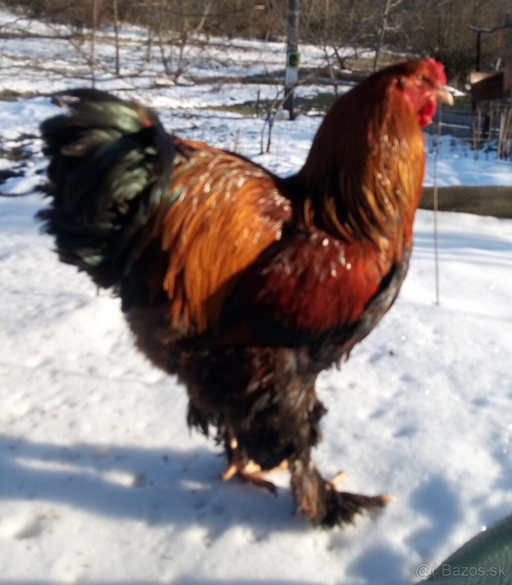 Kohút brahman jarabičí - 11