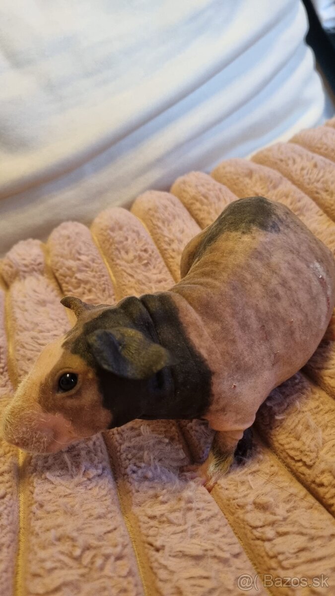 Skinny Morčatá - 11