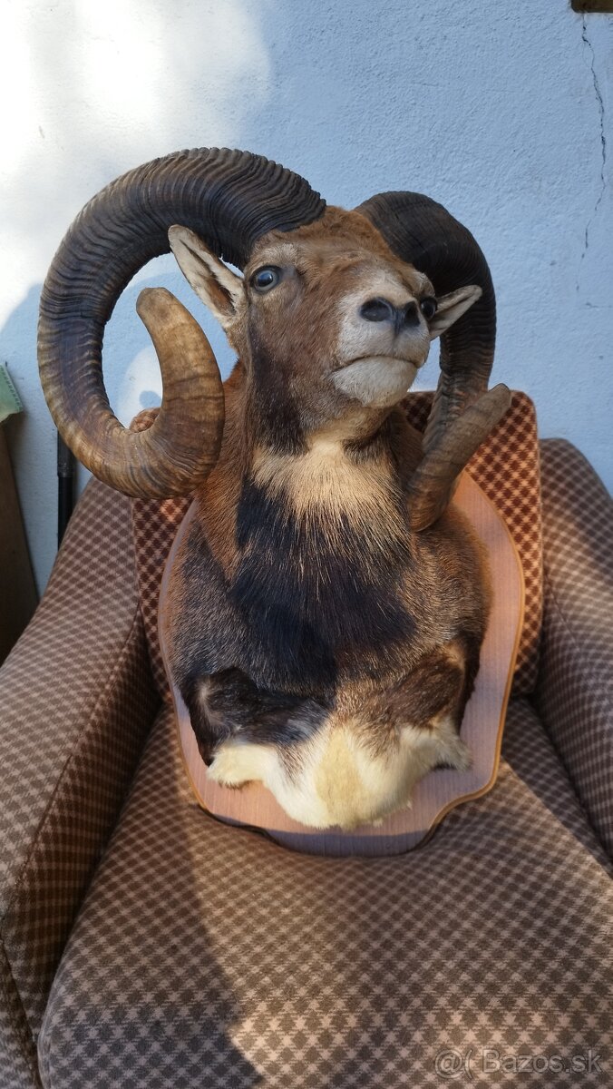 Predám preparát zlatého muflona. Parožie zhody trofeje. - 11