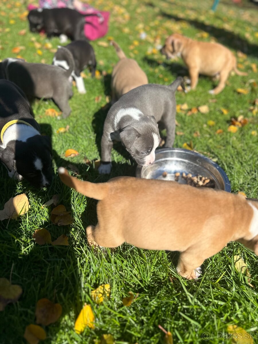 Šteniatka staforda - 11