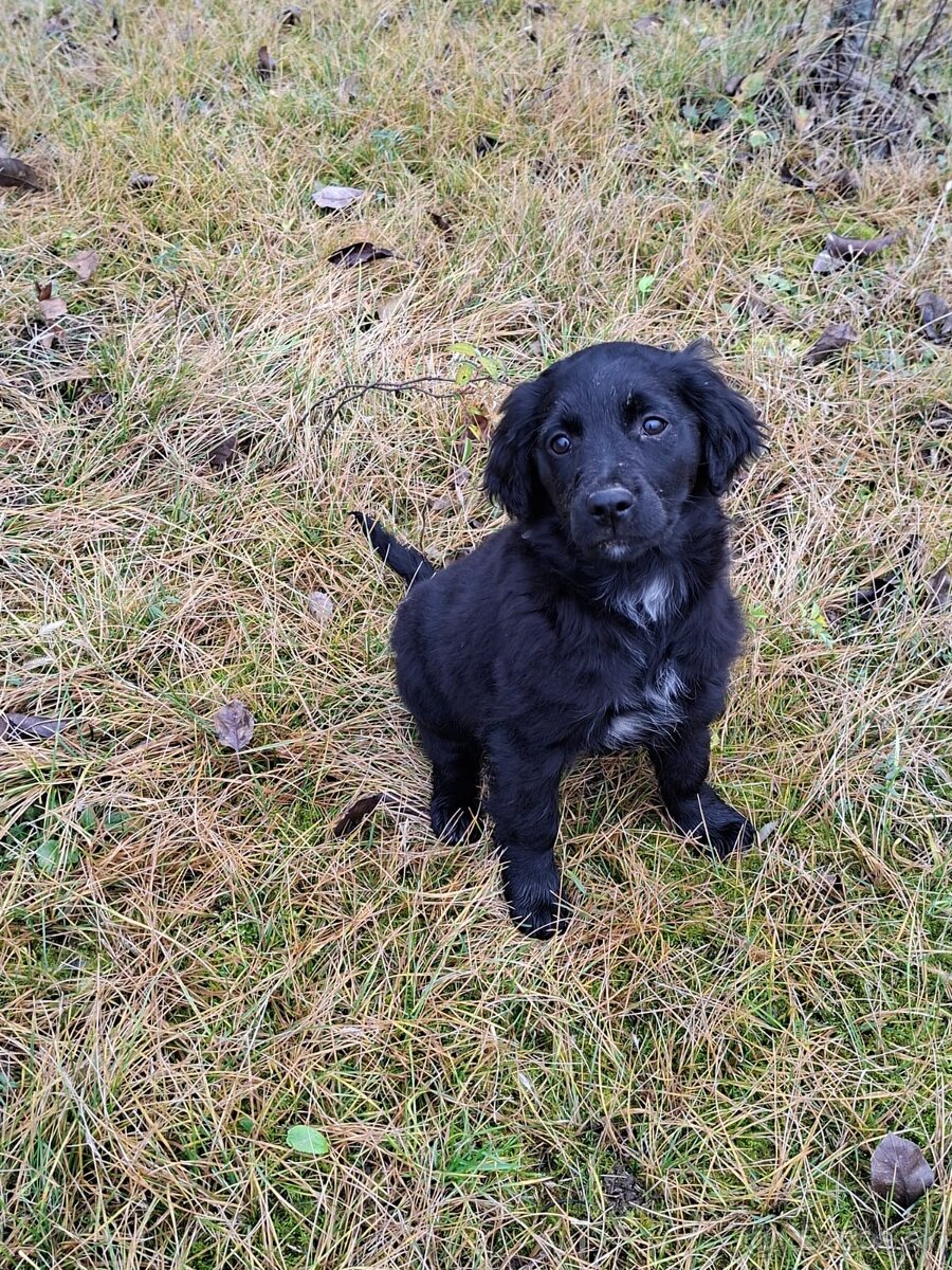 Darujeme šteniatka - 11