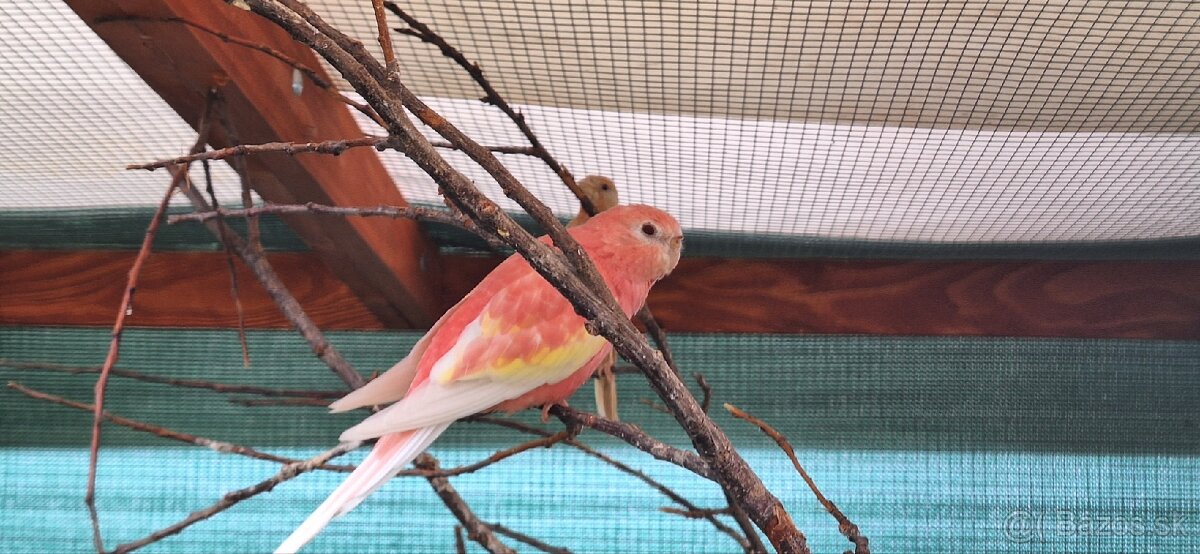 Neofema Bourkova Rubino - 11