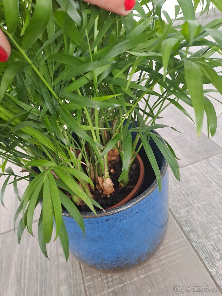 Izbové rastliny, sadeničky - 11