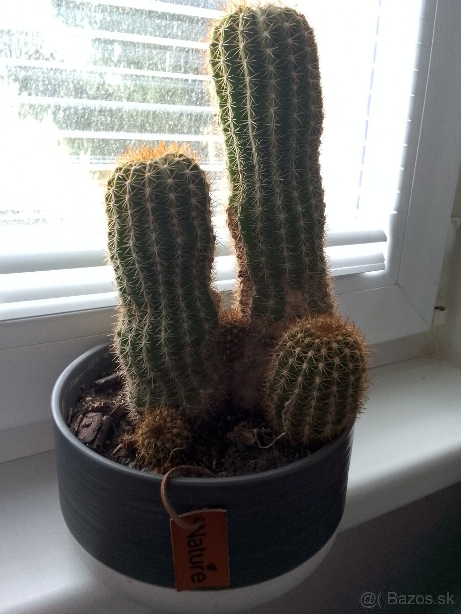 Slonia noha bananovnik kavovnik zamiokulkas fikus yuka - 11